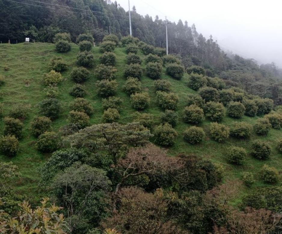 Finca productora de aguacate en Alto de Minas